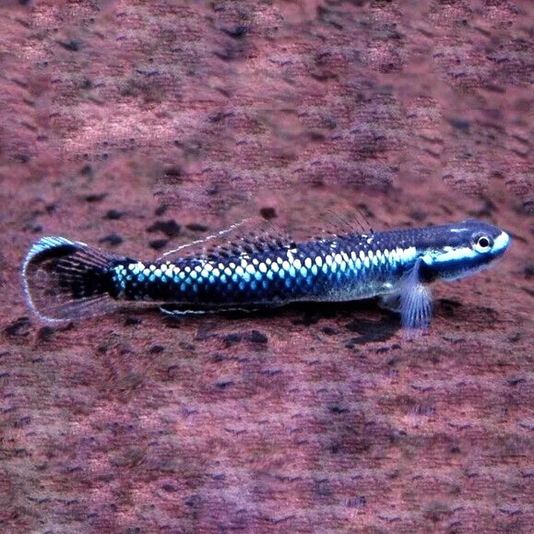Stiphodon atropupureus 4 cm.